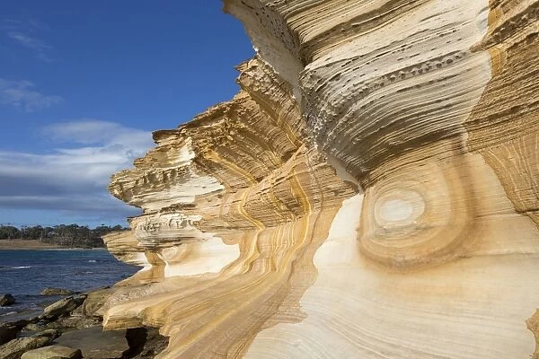 Eroded sandstone sea cliffs, Painted Cliffs, Maria Island N. P. Tasmania, Australia, February