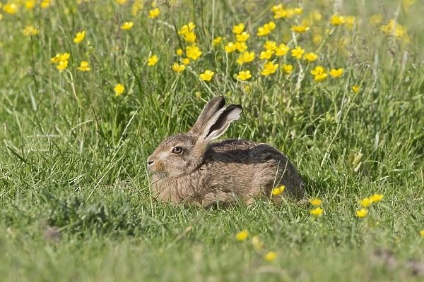 European Hare (Lepus europaeus) leveret, resting amongst flowering buttercups, Suffolk, England, June
