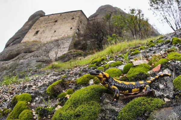Fire Salamander (Salamandra salamandra) adult, standing on slope in habitat, with castle in background, Pietras Castle