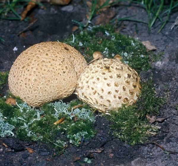 Scleroderma citrinum, commonly known as the common earthball, pigskin poison puffball, or common earth ball