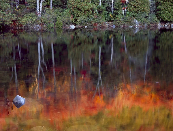 Acadia National Park, Maine. USA. Forest in autumn reflected in Bubble Pond
