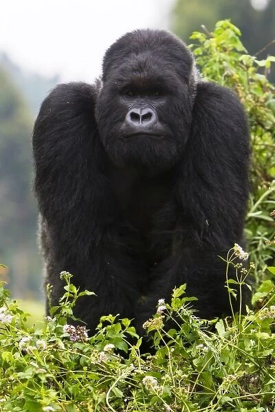 Africa, Rwanda, Kigoma, a Mountain Gorilla (Gorilla gorilla beringei) and No 3 Silverback