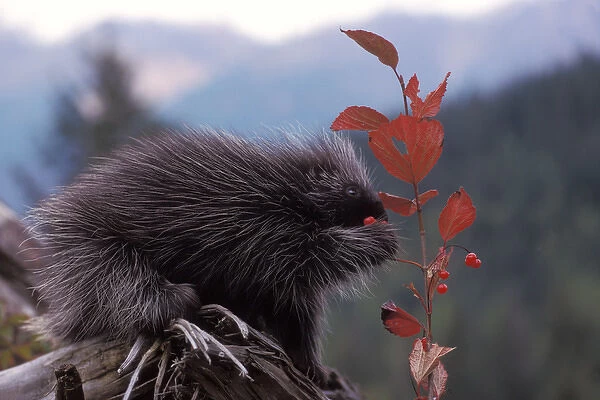 common porcupine, Erethizon dorsatum, feeding on high brush cranberry leaves, in