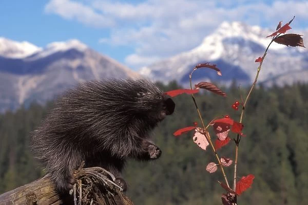 Common porcupine feeding on high brush cranberry leaves, foothills of Takshanuk mountains