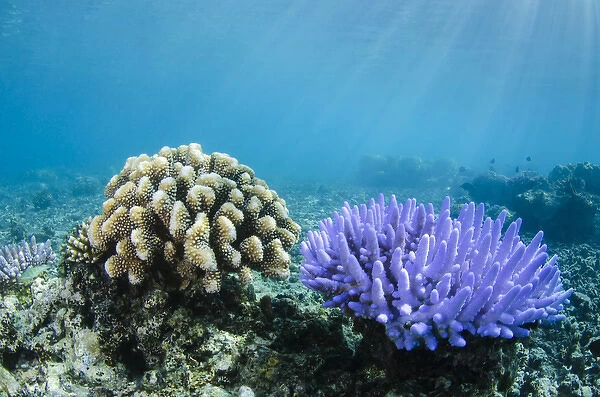 Coral Reef Diversity, Fiji. South Pacific