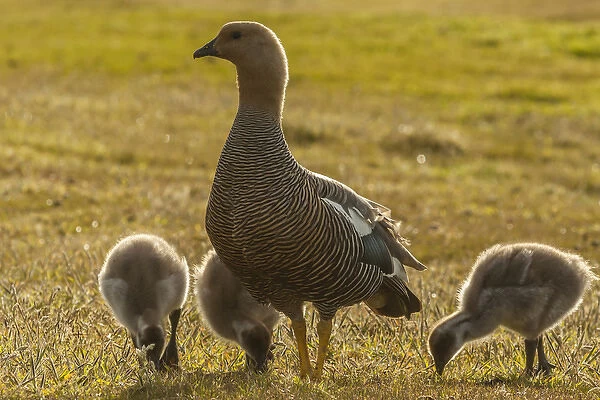 Falkland Islands, Bleaker Island. Upland goose with goslings