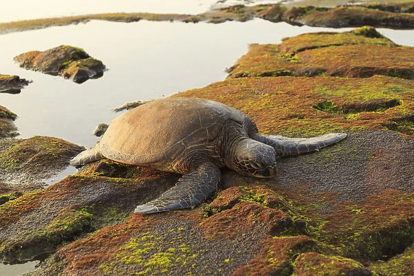 Green Sea Turtle (Chelonia mydas) on shore at sunset near Kona, Big Island, Hawaii