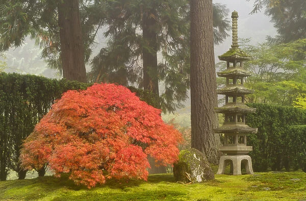 Japanese maple and stone pagoda lantern at the Portland Japanese Garden, Oregon