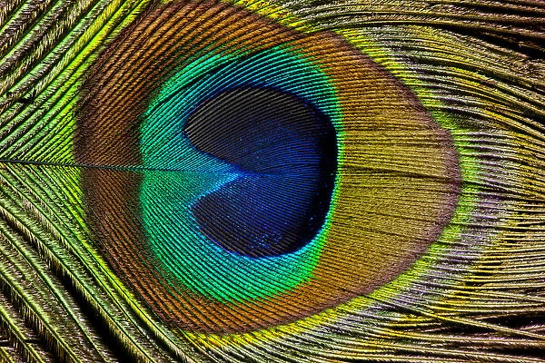 Male peacock display tail feathers