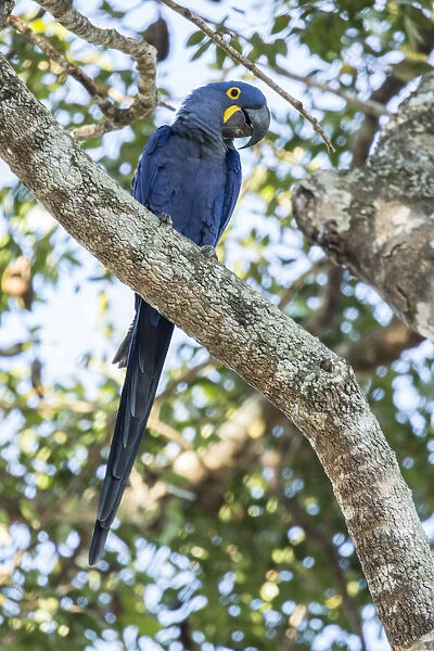 Pantanal, Mato Grosso, Brazil. Hyacinth Macaw perched in a tree