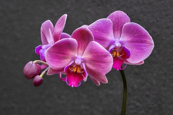 Pink Moon Orchid