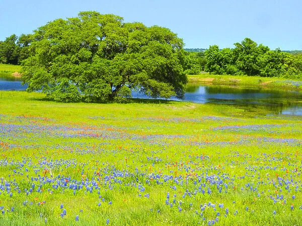 Springtime wildflower field near Independence and Highway 390 with oak tree and pond