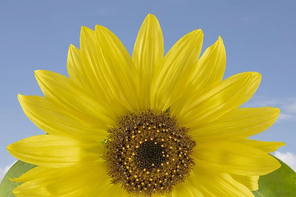 Sunny Sunflower. Credit as: Don Paulson  /  Jaynes Gallery  /  DanitaDelimont. com