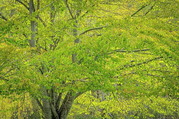 USA, Washington, Seabeck. Katsura tree in spring