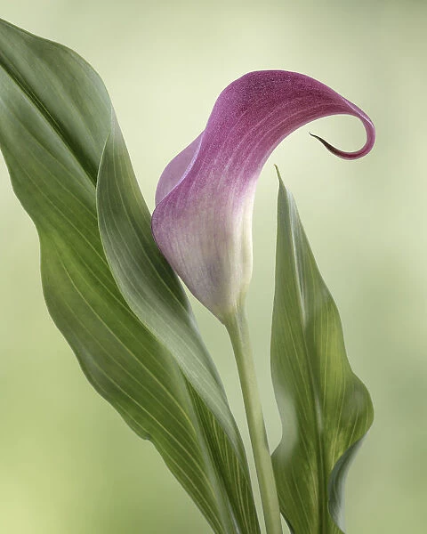 USA, Washington State, Seabeck. Calla lily close-up