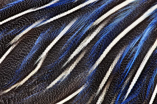 Vulturine Guineafowl breast feathers