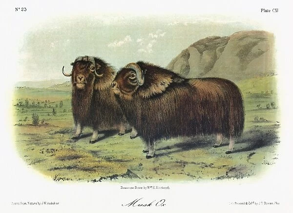 AUDUBON: MUSK OX. Two male musk oxen (Ovibos moschatus)