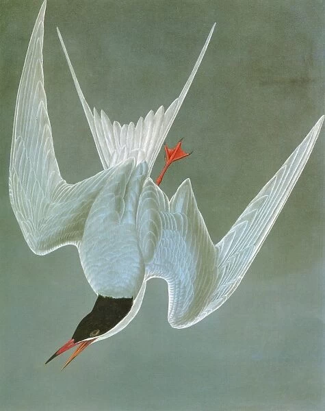 AUDUBON: TERN. Common Tern, or Sea Swallow (Sterna hirundo)