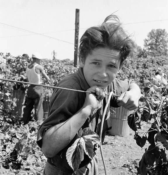 CHILD LABOR, 1939. An eleven-year-old migrant boy and his grandmother work side