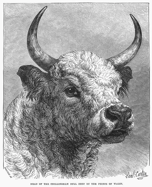 CHILLINGHAM BULL, 1872. Head of the bull at Chillingham Castle that Edward, Prince of Wales shot for sport, 17 October 1872. Wood engraving from a contemporary English newspaper