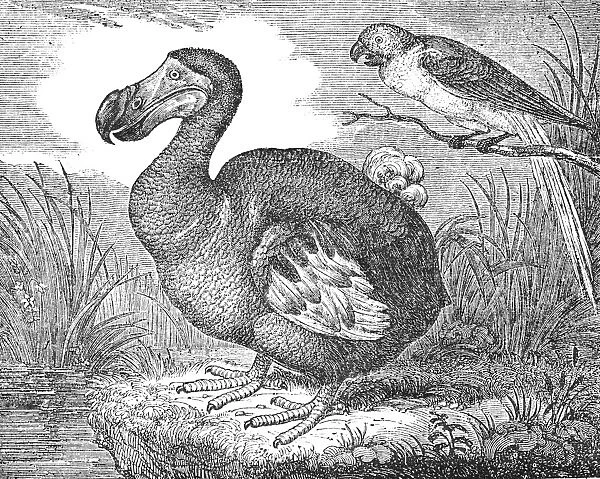 THE MAURITIUS DODO (Raphus cucullatus). A now extinct flightless bird. Wood engraving, 1833, after a painting in the British Museum