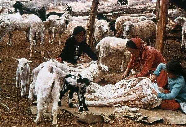 NAVAJO FAMILY: SHEARING. Navajo Native American family shearing sheep at Monument Valley