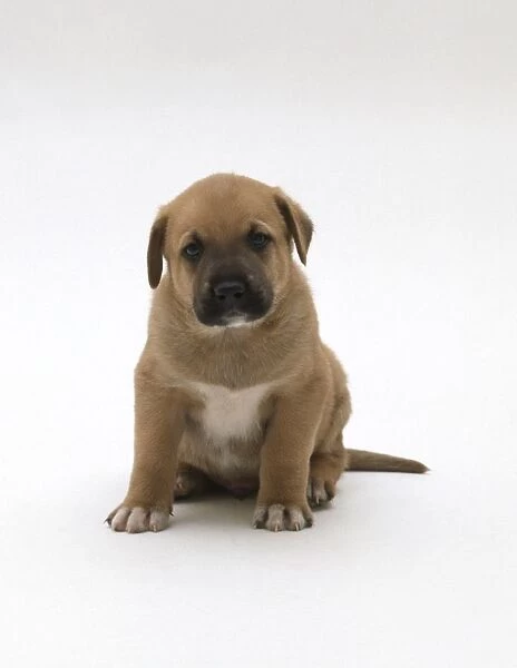 1-month-old, mixed-breed puppy, sitting, front view