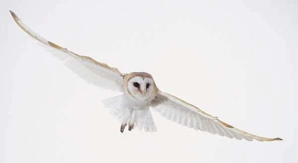 Barn Owl (Tyto alba) gliding through the air with outstretched wings, front view