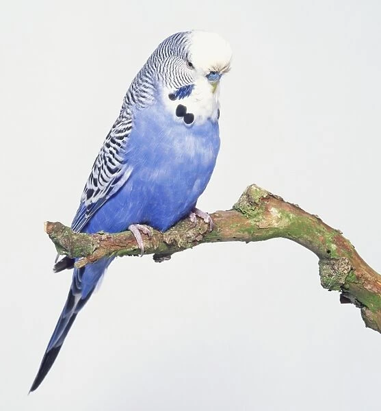 Blue budgerigar (Melopsittacus undulatus) perched on branch, side view