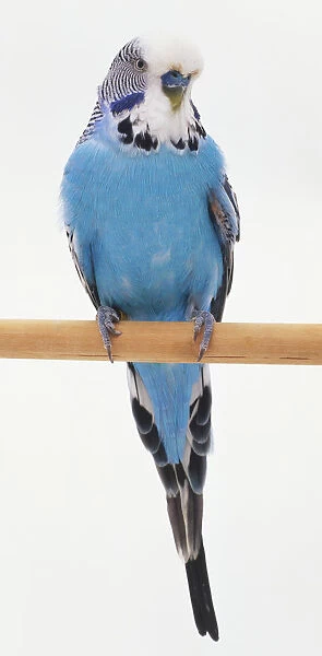 Blue budgerigar (Melopsittacus undulatus), front view