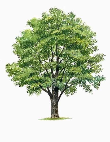 Botany, Trees, Ulmaceae, European white elm Ulmus laevis, illustration
