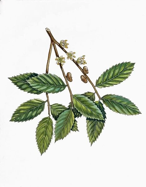 Botany, Trees, Ulmaceae, Male flowers, fruits and leaves of Caucasian Zelkova Zelkova carpinifolia, Illustration
