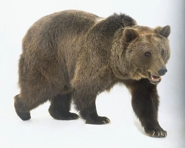 Brown bear (Ursus arctos) walking
