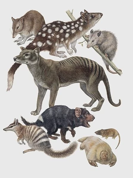 Close-up of a group of marsupialia mammals