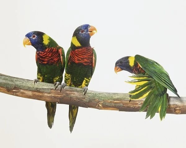 Three colourful Parrots (Psittaciformes) sitting on a branch