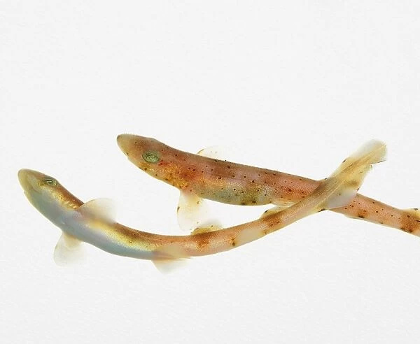 Dogfish (Scyliorhinus canicula), two young fish swimming underwater