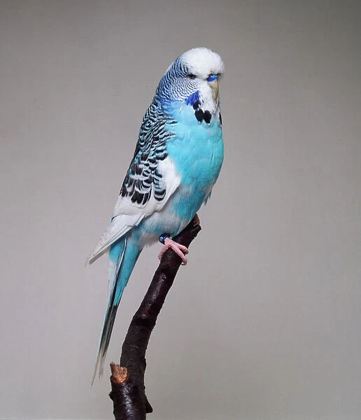 Dominant pied sky blue budgerigar - side view