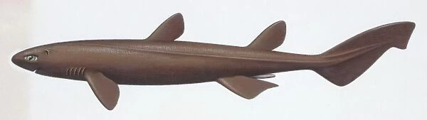 Fishes: Squaliformes Dalatiidae, Kitefin shark, (Dalatias licha), illustration