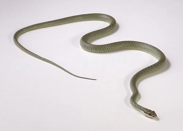 Flying snake (Chrysopelea sp. )