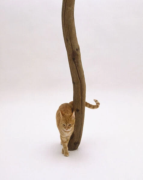Ginger tabby cat rubbing against wooden post