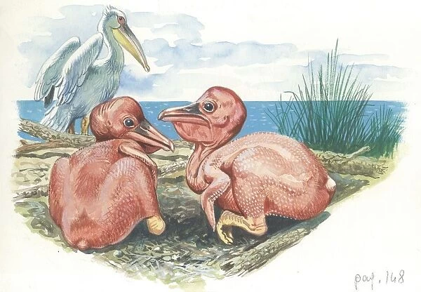 Great White Pelican Pelecanus onocrotalus with featherless chicks, illustration