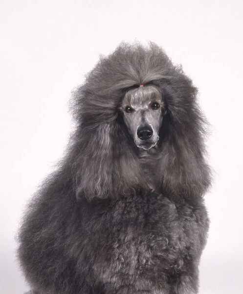 Grey Standard Poodle with fur tied on top of head