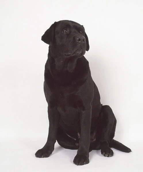 A husky black Labrador retriever dog sits on its haunches