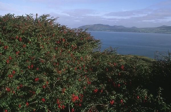 Ireland, Province of Ulster, County Donegal, bushes of fuchsias along road which leads from Portsalon to Fanad Head