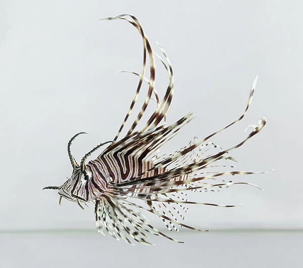 Lion fish - Pterois volitans