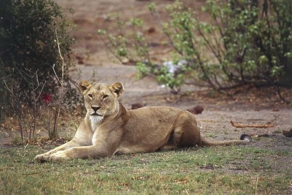 Lioness, Panthera leo, lying down on grass, front legs outstretched before her, head raised, white hairs on chin, looking forward, angled side view, scrubland in background