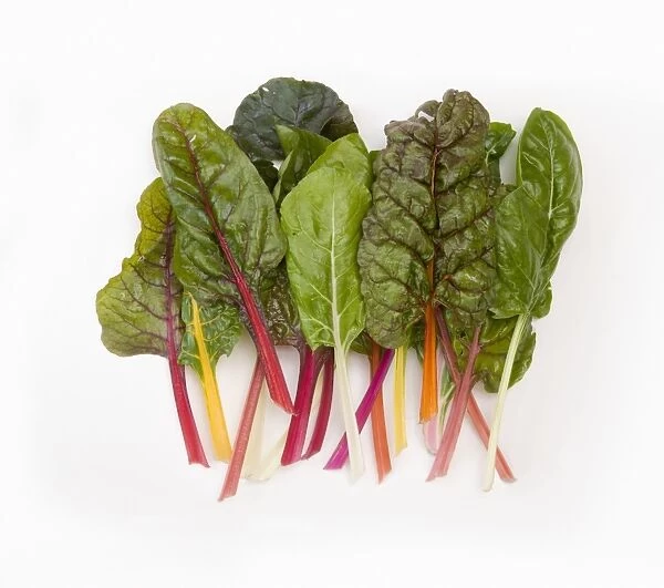 Mixed Beta vulgaris var. cicla (Rainbow Chard) green and red leaves on red and yellow stems