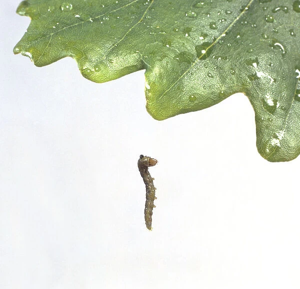 Oak leafroller or Tortrix moth (Tortrix viridana) caterpillar dangling from oak leaf