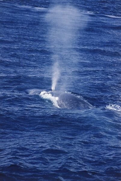 Partially-submerged blue whale blowing through its blow hole