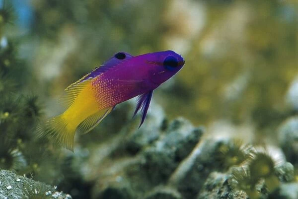 Royal gramma (Gramma loreto), purple and yellow fish underwater